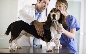 Hund bei einer tierärztlichen Untersuchung