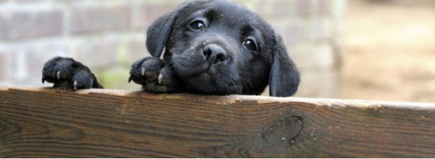 Junger Hund schaut über eine Holzwand
