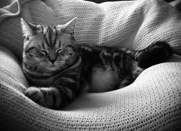 Zwei ruhende Katzen
