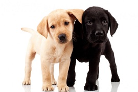 Zwei Labradorwelpen