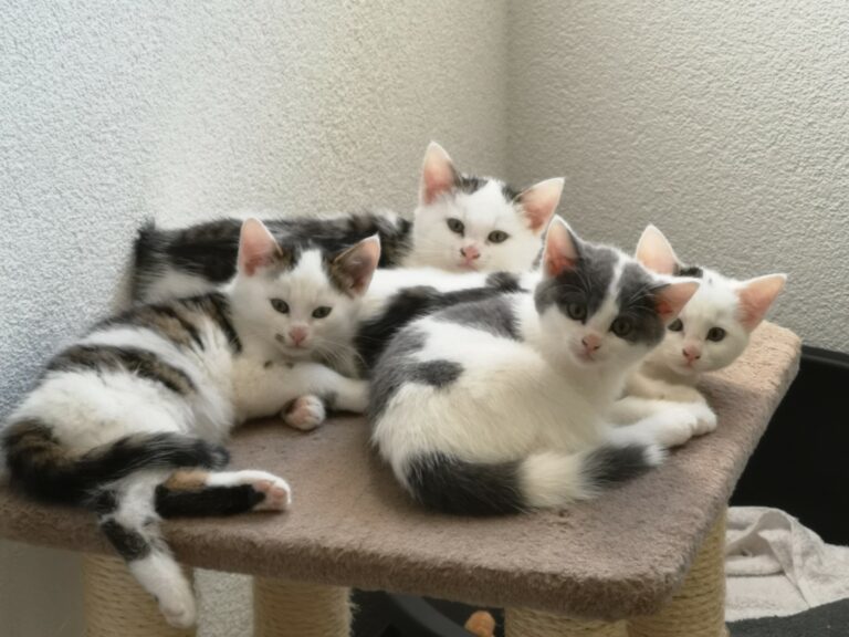 Katzentruppe