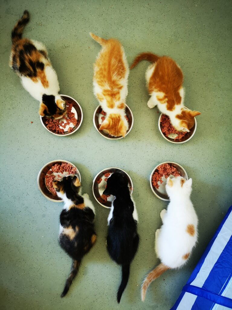 Katzenbande 2