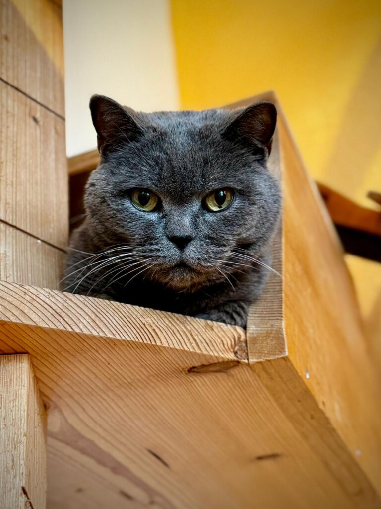 Winston
